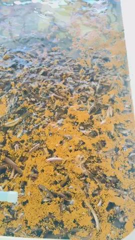 Sáng cho lươn ăn vội rồi đi cày anh ơi..