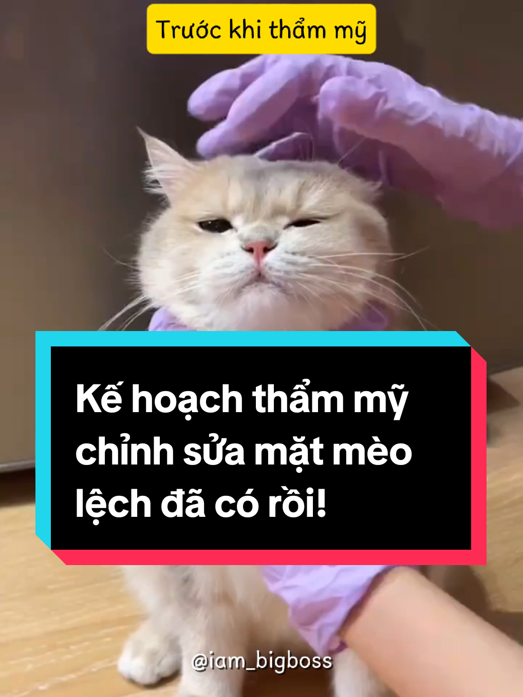 Kế hoạch thẩm mỹ chỉnh sửa mặt mèo lệch đã có rồi! #mèo #meow #mèocam #đángyêu #dễthương 