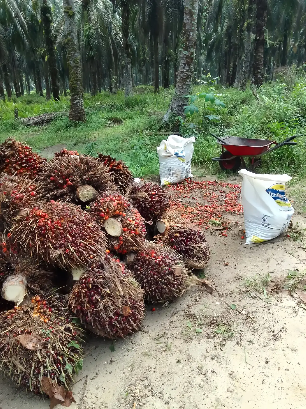 jadi molo toke sawit boi do Hira Hira polda  #fyp #poldasitangggang #sawitontiktok #tokesawit 