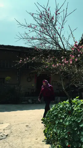 Cảnh sắc hoa đào nở mọi người mới luỵ lòng được #tourhagiang #chantroigocbetravel #dicungminhne 