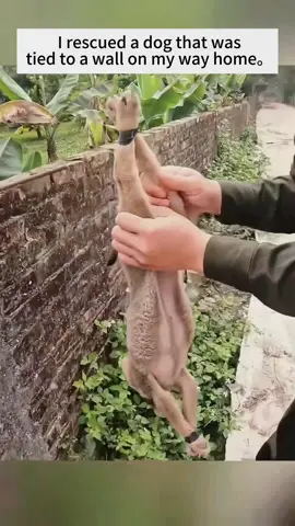 Rescue 🐕 #rescue #rescueanimals #animals #dog #fyp 