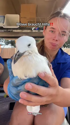 Tipps und Ratschläge gerne kommentieren!! & Noch ein paar Infos die nicht alle ins VoiceOver gepasst haben: wir haben sie jetzt seit 6 std. die anderen Leute haben uns gesagt, dass die Möwe schon aktiver geworden ist aber man merkt sie ist definitiv immernoch sehr schwach. Sie kann ihre Flügel und Beine bewegen aber nicht stehen/laufen oder fliegen. Sie trinkt normal, essen fällt ihr aber irgendwie schwer. Sie versucht es ein bisschen aber wirbelt das Essen immer direkt weg… auch beim 10. Versuch noch. Ihre 💩 ist beim letzten Mal Grün gewesen. Ansonsten schnappt sie immer und bewegt ihren Hals/kopf usw. Jetzt schläft sie die ganze Zeit und ist ruhig. Nochmals: hier gibt es keine Hilfe für die Möwe… die nächste Station ist 2 std entfernt wo wir gerade nicht hin fahren können. Frühestens übermorgen (Montag) könnten wir dort hin fahren. Bis dahin müssen wir die Zeit irgendwie überbrücken und hoffen dass es ihr vlt sogar besser geht bis dann. Tipps gerne in die Kommentare :( #tierrettung 