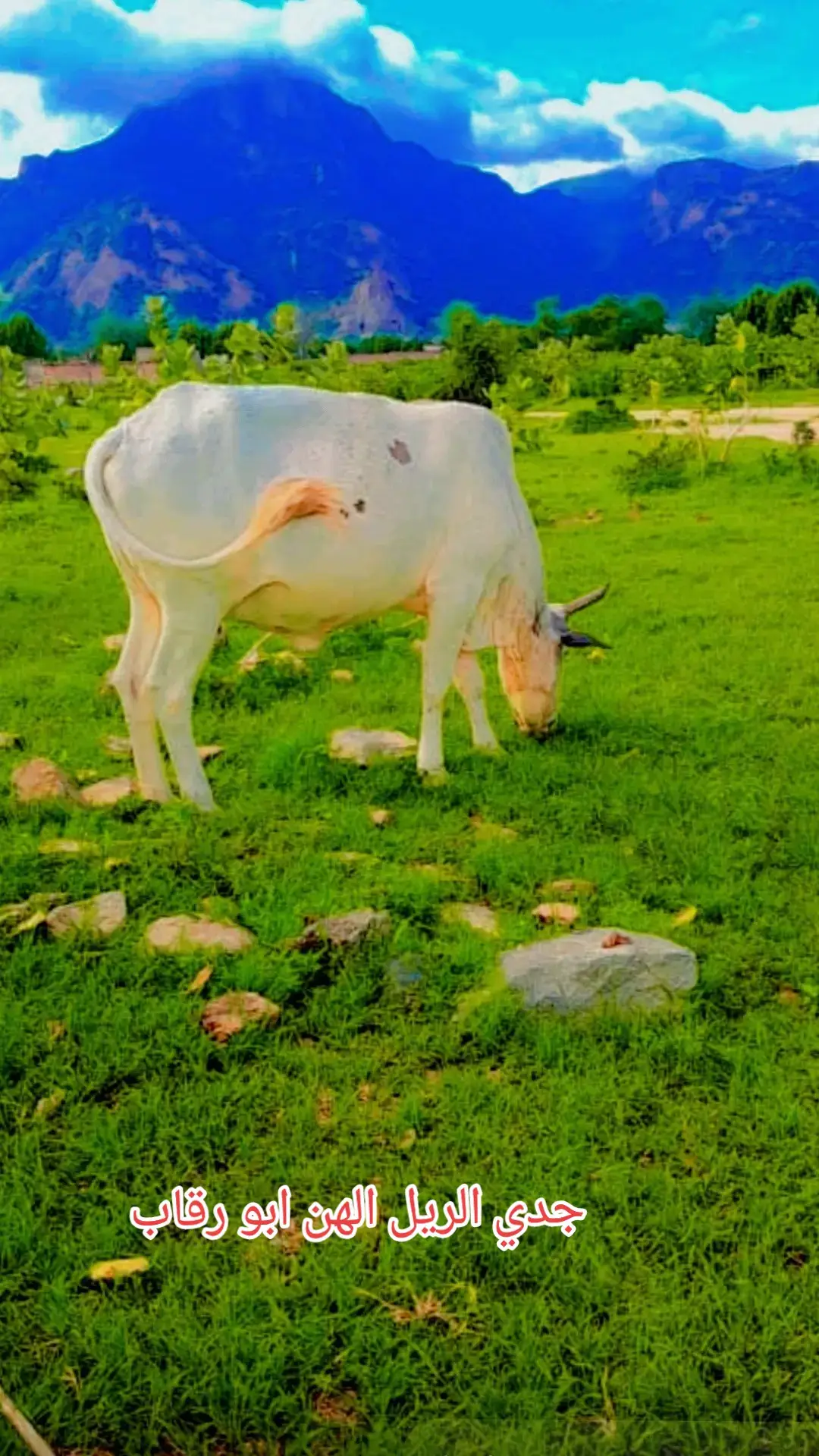 البادية اولا 🫶 