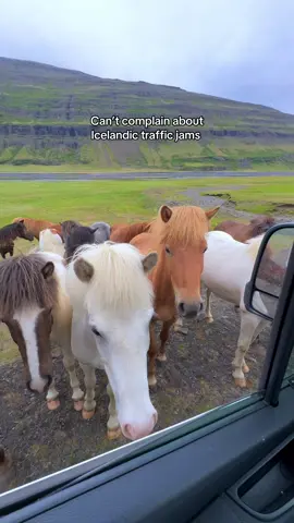 Icelandic road trip vibes 🚐⛰️ No traffic jams here… unless you count sheep or horses blocking the road 🐑🐴😂 It’s seriously the wildest, most magical place to drive through, every turn is a wow moment. Are you travelling to Iceland? :) then I have a full Iceland map + travel guide, for you! As a local that knows all the best spots 😄 check the link in bio :) 💙