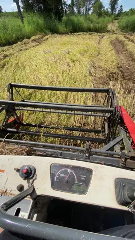 หมานๆน่ะ#dc70 #รถเกี่ยวข้าว #นาปีอีสาน🌾 #เดชอุดม 