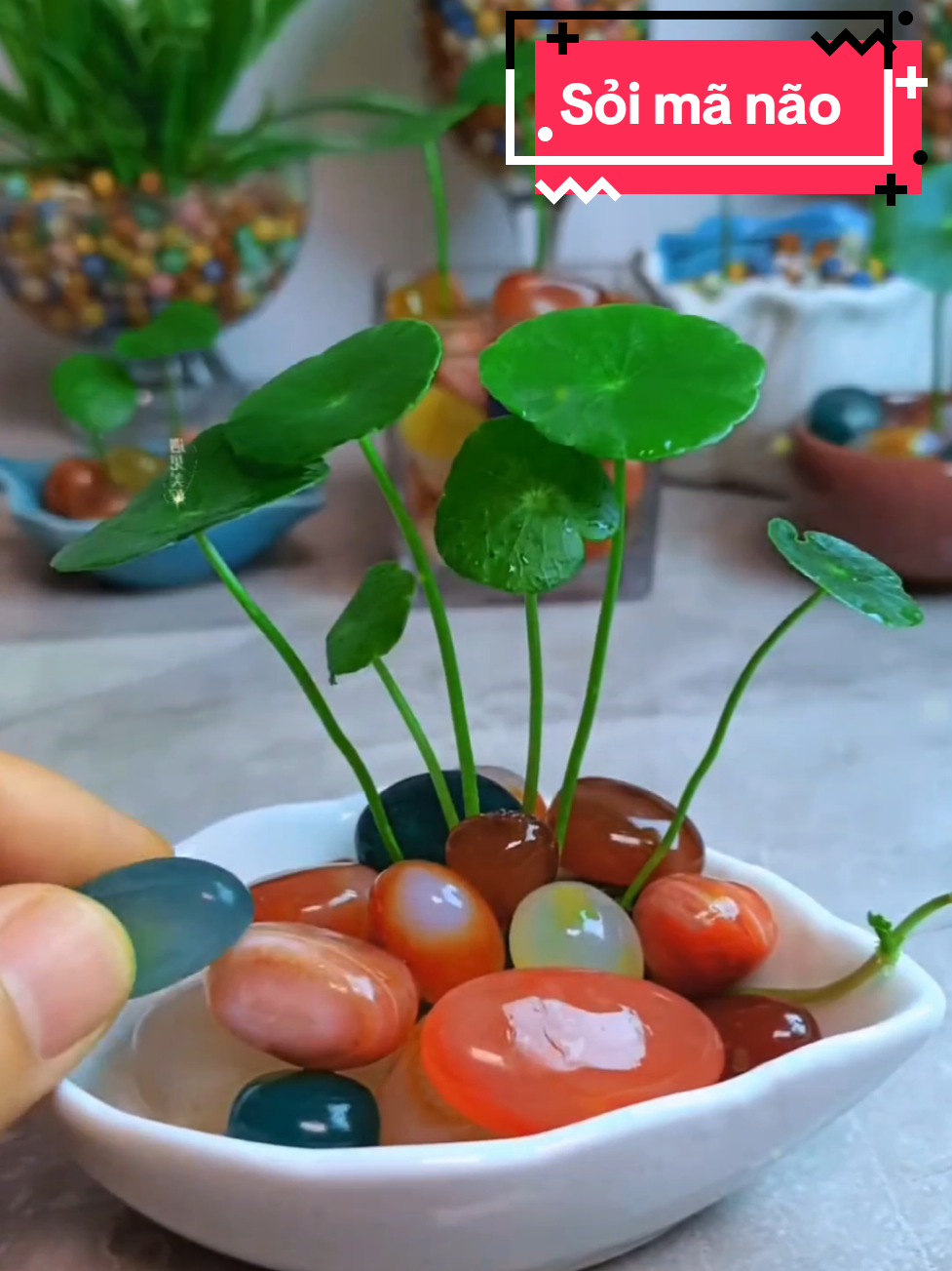 Sỏi mã não trang trí đẹp mắt #soi #trangtri #chaucay #hoca #maynan @Vườn Mộng Mơ 