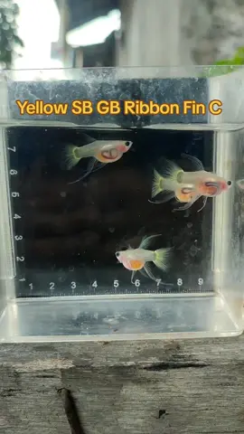 #guppyworld #guppypemula #guppyindonesia #guppyfish #guppybreeder 