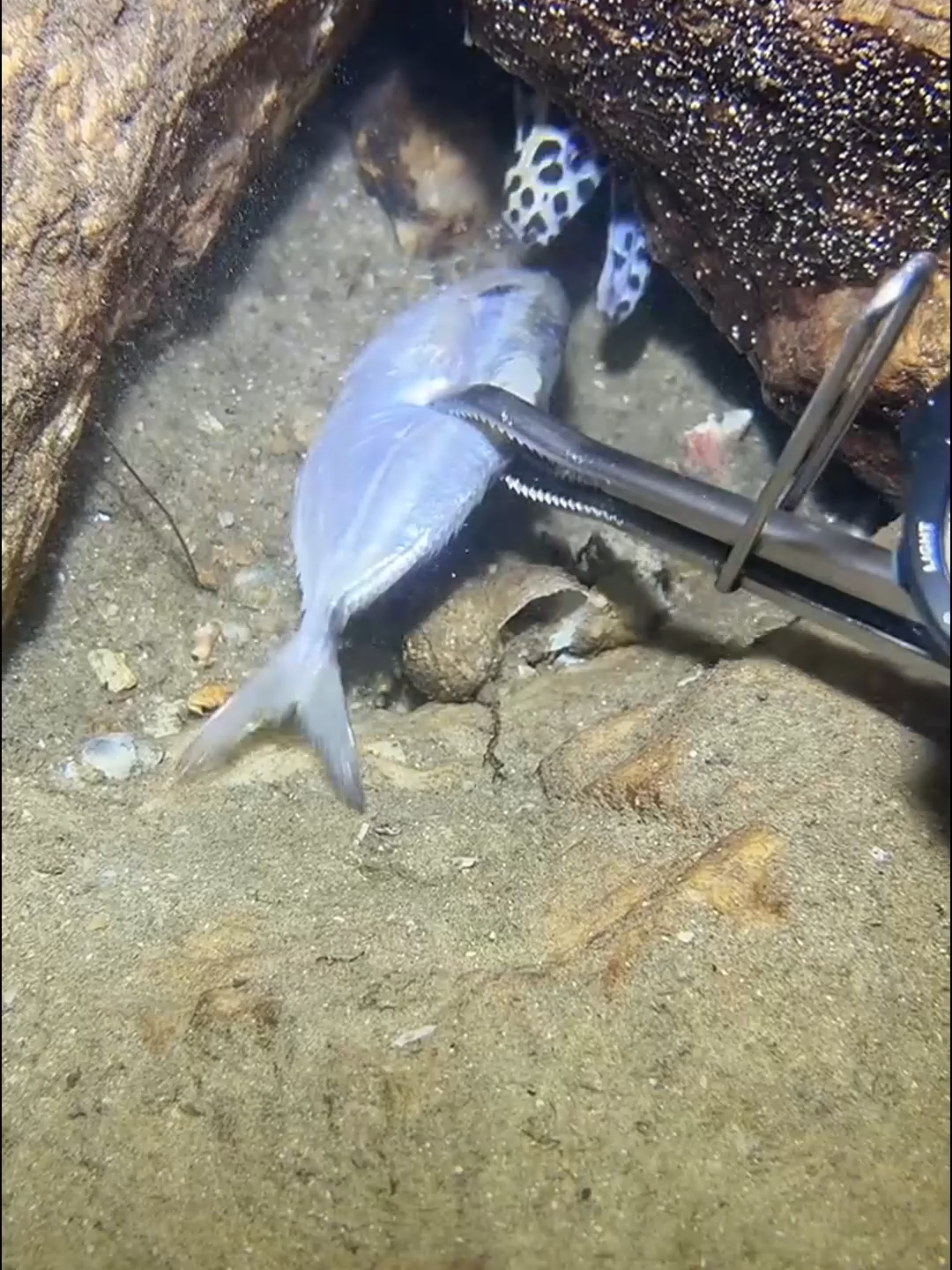 #fishing #eels #diving #crab #lobster #beach #deepsea #nemo #catchthesea #nature #sea