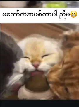 #မတော်တဆပါမရည်ရွယ်ပါဘူး🤨🥲 