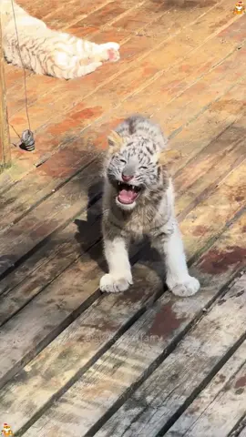 Cute tiger #tiger #cute #animals #funnyvideos #foryourpage 