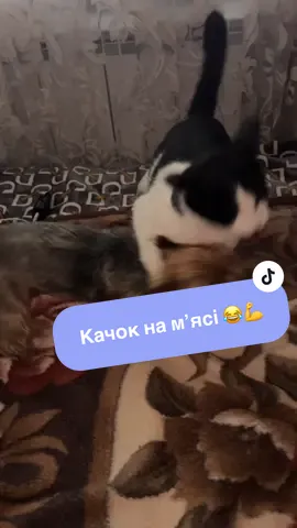 #собакадругчеловека #йоркширскийтерьер #йоркирулять #спортсмен 