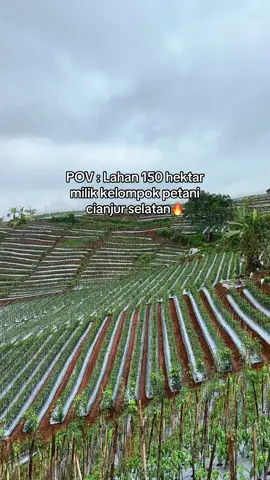 Mayoritas petani nanam cmb varietas pilar #petaniindonesia🇮🇩🇮🇩🇮🇩🌿🌿 #petanicabaiindonesia  #petanisukses💪🌾🌿 #petanimodern  #petanimilenial 