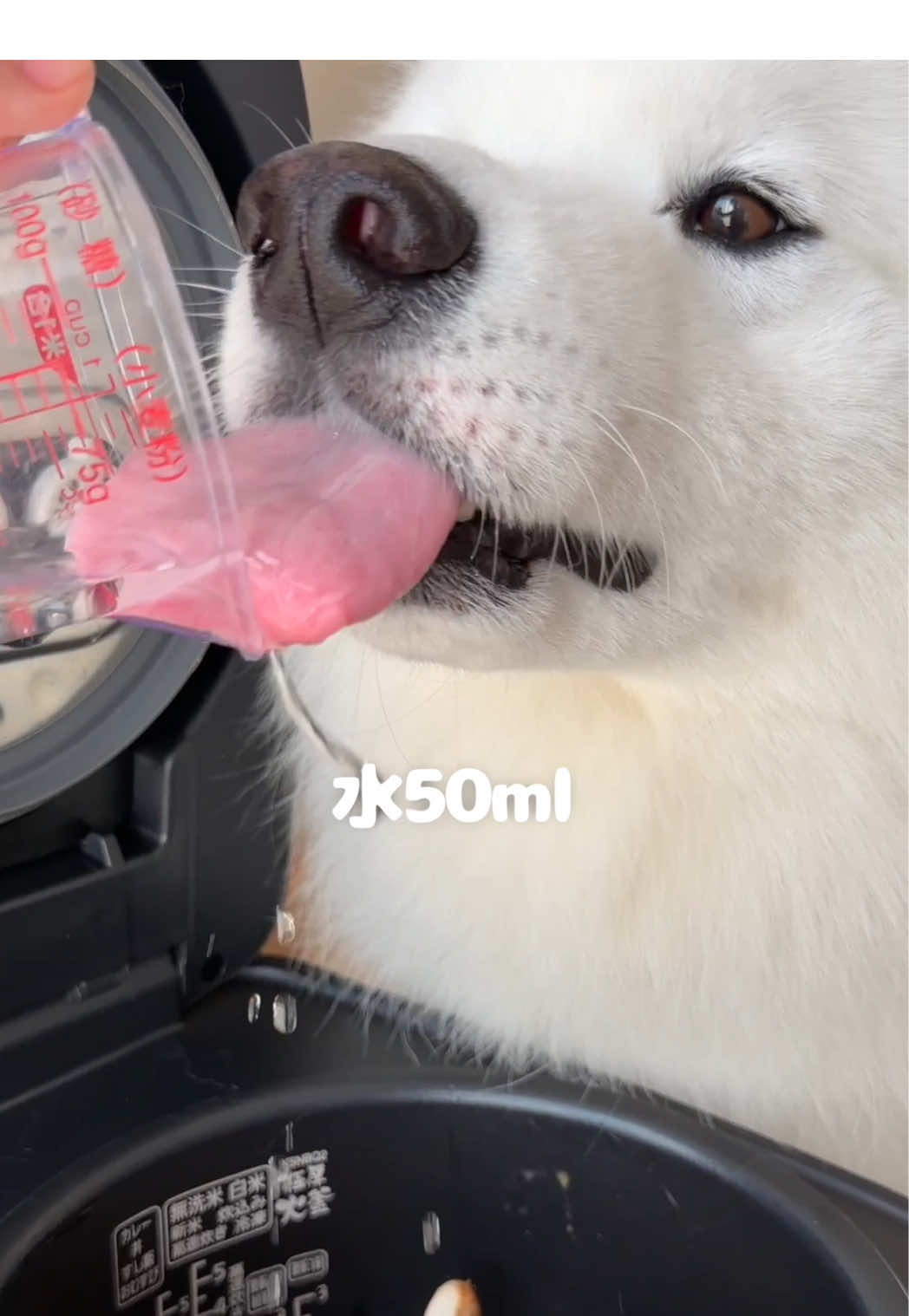 茶碗蒸し風ごはん作ってる間に新しいおもちゃ開封して遊びました！