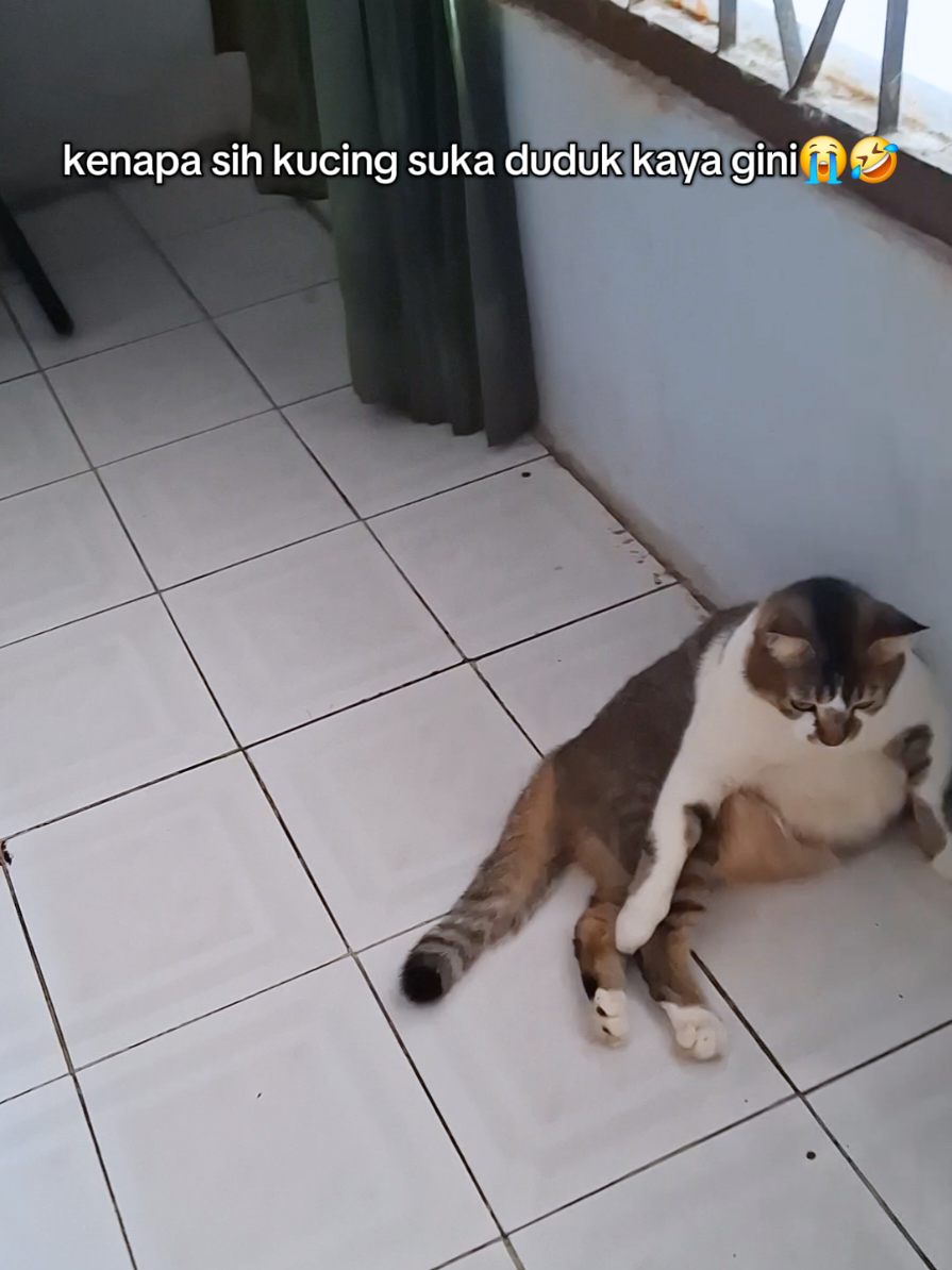 mlehoy banget  #fyp #foryou #kucing #catlover #cute 