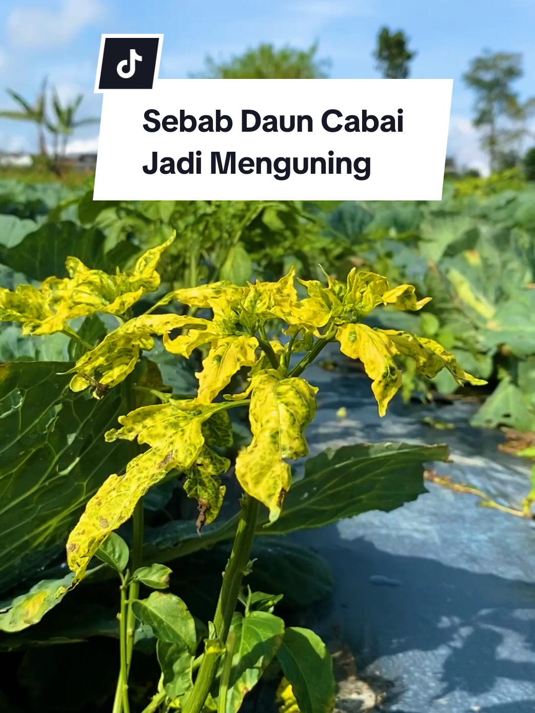 Penyebab Daun Cabai Menguning 🌱 #bisatani #cabai #tanaman #pertanian 