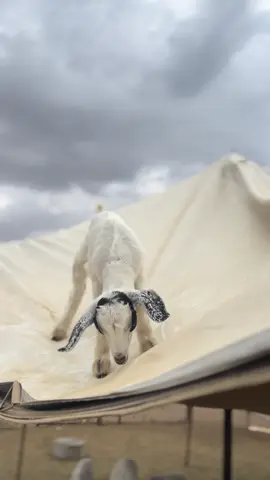 #fypシ゚ #تصويري📸 #عـ👩🏻‍🌾 