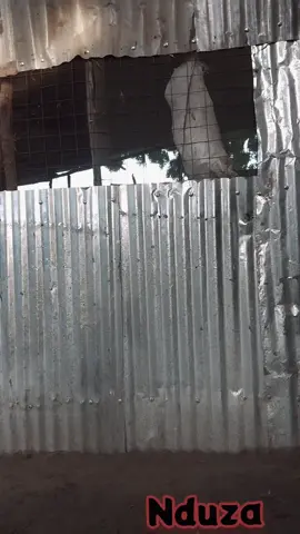 #nduza #kakuma_tiktok #fypシ゚ #MemeCut #grow 