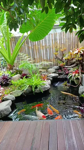 teman tenangku ...kolam koi ku tak lupa juga kopi ku ☕#koi #koifish #kolamkoi #taman #santai 