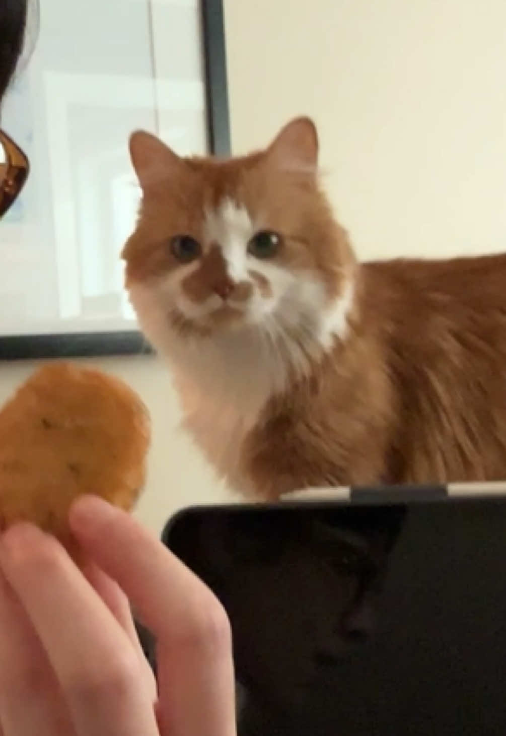 #matchakitty #greedycat
