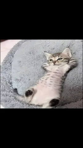 oh my gawd my fit is fantastic  #fypシ #cat #silly #cats #fyp 