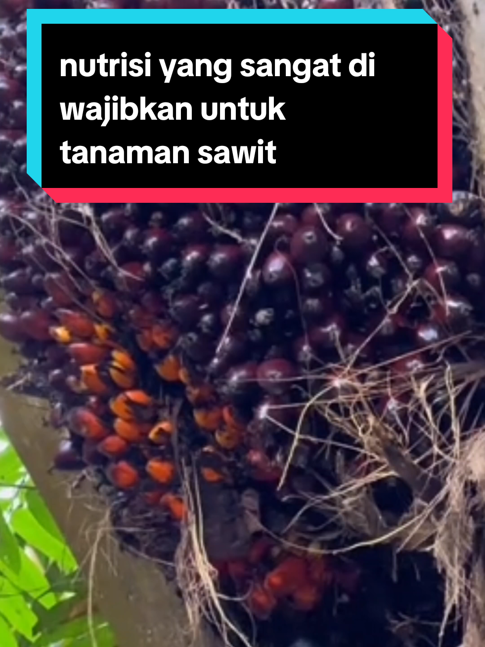 nutrisi yang dibutuhkan untuk tanaman sawit agar berbuah lebat dan besar #pupuksawit #boostersawit #sawit #pocsawit 