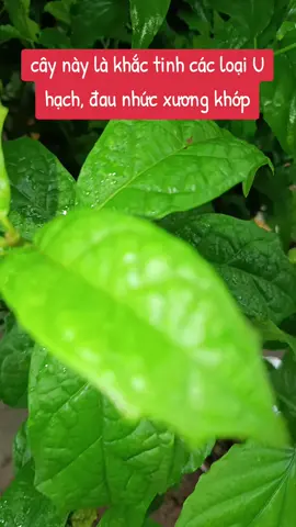 chia sẽ cây thuốc khắc tinh các loại U hạch, xương khớp rất hay#sức_khỏe_là_vàng #uhach #baithuocdangian #caythuocvuonnha #caythuochaybaithuocquy 