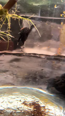 #ด่างสายกัด💯📌 #ระยอง🐆❤️#รอลูกเพราะปีหน้าครับตัวนี้🙏🏻🥰