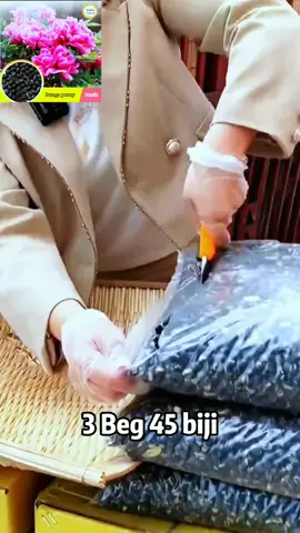 Tanam sekali je, tiap tahun berbunga! Bunga peony ni memang buat orang jatuh cinta! #BijiBungaPeony #BerbungaTiapTahun #kebunrumah 