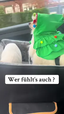 Noch 66 Tage bis Weihnachten 🎅? #dogsoftiktokviral #foryou 