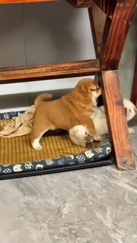 Tau nhịn m lâu lắm r nhoa#cúniu #cúnconđángyêu #xuhuong #dog #cute 