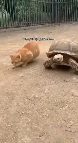 Training jadi kura-kura😂#fyp #kittensoftiktok #kurakura #vidiolucu #funny #cats #pet #fyppppppppppppppppppppppp #funnyvideos