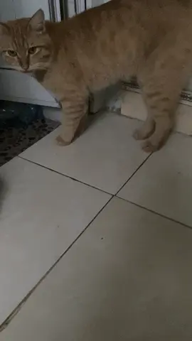 Nay cháu trai dẫn ng yêu về 😍#catsoftiktok 