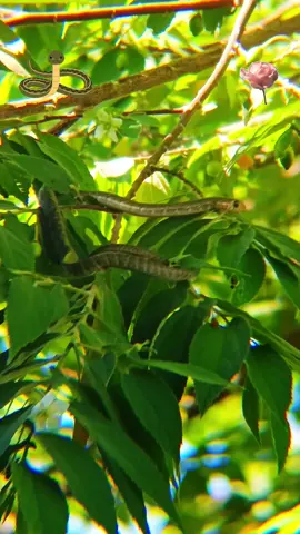 #lensaapexel18x25 #redminote13 #မြွေနှင့်ပန်း #followလုပ်ခဲ့နော် #myanmartiktok @ဌေး🥰 @🅾🅽🅻🆈 🆈🅾🆄 @😎🤫😎꧁࿗࿌𝖘𝖆𝖘𝖚𝖐𝖊࿌࿗꧂😎🤫😎 @Theint Htoo San @Wai Gyi @NANDAR🌹🌿 