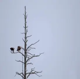 الطائر الذي يتغدى ب اليمن و يتعشى ب العراق || #altair #fyp #edit