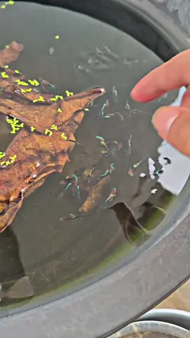 secerah warna hatiku hari ini .  .  .  #guppy #prmbe #guppydepok 