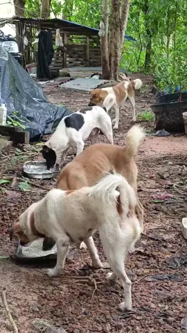 #หมา#ทาสหมา #อาหารหมา #ข้าวหมา #ข้าวสาร @ฉันจะตั้งใจหาเงินเลี้ยงแมวนะคะ @ฉันจะตั้งใจหาเงินเลี้ยงแมวนะคะ @ฉันจะตั้งใจหาเงินเลี้ยงแมวนะคะ 