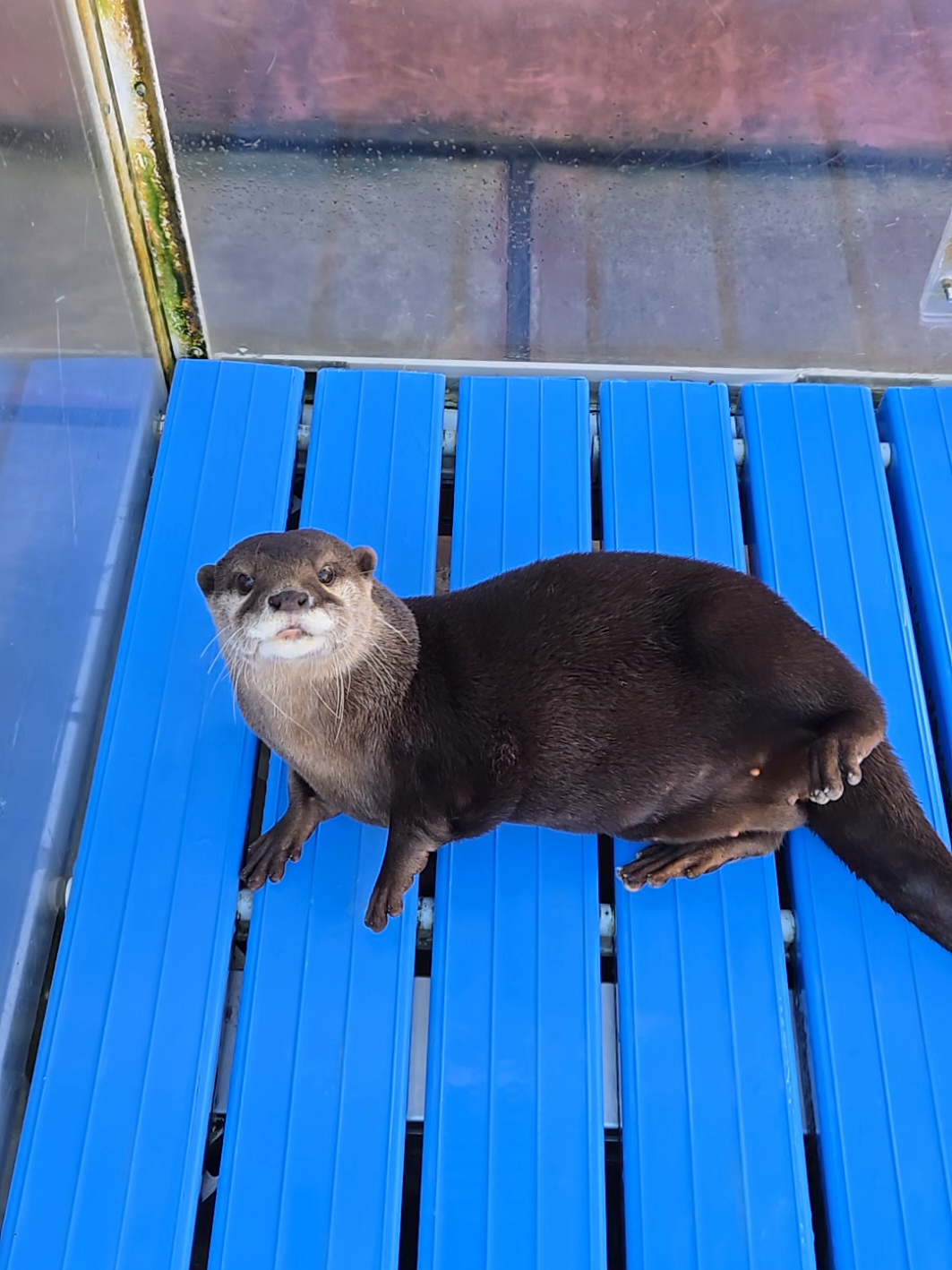 モモちゃん、サクちゃんをお出迎え💕 #カワウソ #かわいい #癒し #cutee #otters 
