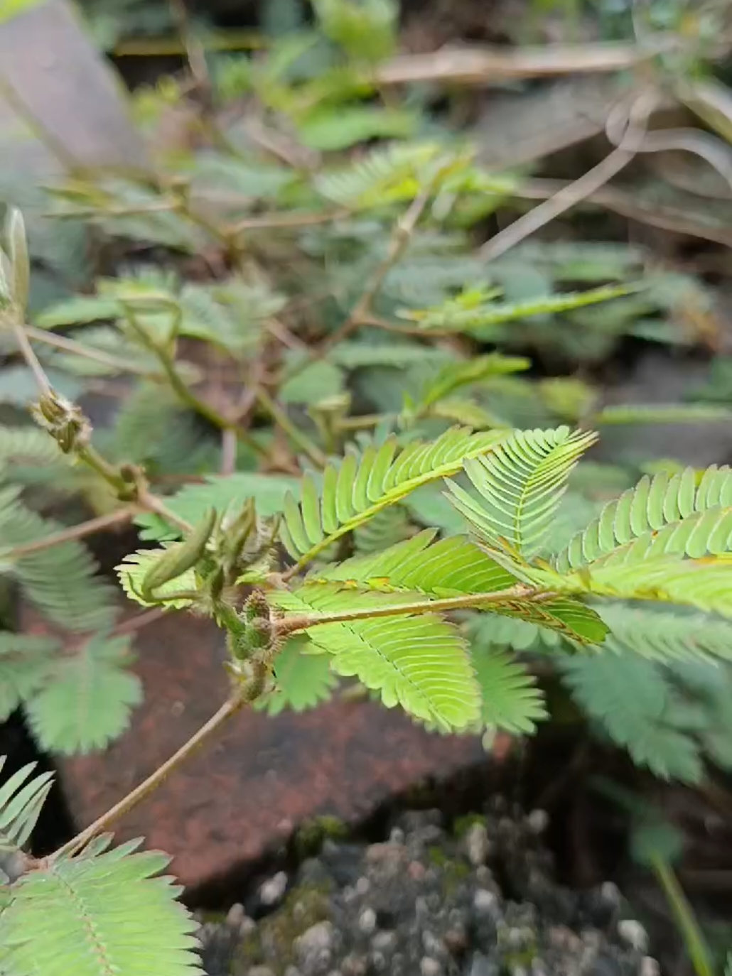 ထိကရုန်းပင် နဲ့ ကျန်းမာရေး⁉️ အမြင်မှာ ချစ်ဖို့ ကောင်းတဲ့ ထိကရုန်းပင် လေးက အခုလို ကျန်းမာရေး အကျိုးကျေးဇူးတွေ ပေးစွမ်းနိုင်ပါတယ်။ ☘️အနာကျက်စေနိုင်တယ် ထိကရုန်း အရွက်ကို သေချာစင်အောင်ဆေးပြီး သတ္တုရည်ကို အနာပေါ်မှာ လိမ်းပေးတာက အနာကျက်စေဖို့ အကောင်းဆုံး ထောက်ကူပေးနိုင်ပါတယ်။ ထိခိုက်ရှနာ အနာတွေကို သက်သာစေဖို့ အသုံးပြုပေးလို့ ရပါတယ်။ ☘️အဆိပ်ပြေစေတယ် ထိကရုန်း အရွက်၊ ပင်စည်၊ အမြစ် အားလုံးမှာ အဆိပ်ပြေစေနိုင်တဲ့ အာနိသင် ရှိပါတယ်။ ပျား၊ ပုရွက်နီ တို့လိုမျိုး အဆိပ်ရှိတဲ့ အကောင်တွေ ကိုက်ခံရတဲ့အခါ ထိကရုန်း ပြုတ်ရည်ကို အသုံးပြုပေးမယ်ဆိုရင် အဆိပ်ပြေစေမှာပါ။ ☘️စိတ်ဖိစီးမှု ပြေလျော့စေတယ် ထိကရုန်းကို စိတ်ဖိစီးမှု ပြေလျော့ပြီး မှတ်ဉာဏ်ကောင်းစေဖို့ ရှေးယခင် ကာလတွေကတည်းက အသုံးပြုခဲ့ကြတာပါ။ စိတ်ဓာတ်ကျတာကို သက်သာစေနိုင်သလို စိုးရိမ်ပူပန်မှု များတာကိုလည်း ပြေလျော့ စေနိုင်ပါတယ်။ မှတ်ဉာဏ်ကောင်းစေဖို့လည်း ထောက်ကူပေးနိုင်တယ်လို့ လေ့လာမှုတွေအရ သိရပါတယ်။ ☘️လိပ်ခေါင်း သက်သာစေတယ် လိပ်ခေါင်းကြောင့် စအိုက သွေးကျနေတာကို သက်သာစေဖို့ဆိုရင် ထိကရုန်းကို အသုံးပြုပေးလို့ ရပါတယ်။ ဒီကုထုံးကို ရှေးယခင် ကာလတွေကတည်းက အသုံးပြုခဲ့ကြတာပါ။ အရွက်ကို ရေစင်အောင်ဆေးလို့ အနှစ်ရအောင်ကြိတ်ပြီး အသုံးပြုပေးရမှာပါ။ အရောင်ကျစေနိုင်သလို လိပ်ခေါင်းကြောင့် သွေးကျတာကိုလည်း သက်သာစေနိုင်ပါတယ်။ ☘️ပါးစပ်ထဲက အနာကို သက်သာစေနိုင်တယ် ပါးစပ်ထဲမှာ ဖြစ်လေ့ရှိတဲ့ အနာဖြူဖြူလေးတွေ သက်သာစေဖို့အတွက်လည်း ထိကရုန်း အရွက်ကို အသုံးပြုပေးလို့ ရပါတယ်။ အရွက်ကို ရေစင်အောင် ဆေးပြီး ကြိတ်လို့ အသုံးပြုပေးရမှာပါ။ ☘️ဝမ်းပျက်ဝမ်းလျှော သက်သာစေနိုင်တယ် ဝမ်းပျက်ဝမ်းလျှောတာကို သက်သာစေဖို့အတွက်လည်း ထိကရုန်းကို အသုံးပြုပေးလို့ ရပါသေးတယ်။ ဝမ်းသွားတာကို သက်သာစေဖို့ အရွက်ကြိတ်ရည်ကို အသုံးပြုပေးလို့ ရပါတယ်။ ☘️အရောင်ကျစေနိုင်တယ် ခန္ဓာကိုယ်မှာ ရောင်ရမ်း နာကျင်မှုတွေ ဖြစ်တဲ့အခါ အရောင်ကျစေဖို့ နဲ့ နာကျင်မှုကို သက်သာစေဖို့အတွက် ထိကရုန်းကို အသုံးပြု ပေးလို့ ရပါတယ်။ ထိကရုန်းကို ပြုတ်ပြီး ပြုတ်ရည် နွေးနွေးလေးနဲ့ နာကျင် ရောင်ရမ်းတဲ့နေရာကို ရေနွေးဝတ် ကပ်ပေးတာပါ။ ဒါတွေအပြင် ထိကရုန်း ကို ဆီးချို ကာကွယ်ဖို့၊ အသည်း ကျန်းမာစေဖို့၊ ဘက်တီးရီးယားတွေ၊ မှိုပိုးတွေကို တိုက်ဖျက်ဖို့ အသုံးပြုပေးလို့ ရပါသေးတယ်။ ဘေးထွက်ဆိုးကျိုးများ ထိကရုန်း က ပုံမှန်အားဖြင့် အသုံးပြုဖို့ ဘေးကင်းပါတယ်။ ရေတိုမှာပေါ့။ ဒါပေမယ့် ထိကရုန်းကို အခြားကျန်းမာရေးပြဿနာတွေအတွက် ဆေးသောက်နေရတာရှိရင် တွဲသောက်တာမျိုး မလုပ်ပါနဲ့။။ သတိပြုရန် အချက်များ⚠️ 🍂နို့စို့ကလေးတွေ နဲ့ ကလေးငယ်လေးတွေကို အသုံးမပြုခိုင်းပါတဲ့။ 🍂ကိုယ်ဝန်ဆောင်တွေ နို့တိုက်မိခင်တွေ အသုံးပြုလို့ မရပါဘူး။ 🍂သွေးပေါင်ကျတတ်သူတွေ၊ သွေးချိုကျတတ်သူတွေ အသုံးမပြုသင့်ပါဘူး။ 🍂ဆီးချိူအတွက် ဆေးသောက်နေရသူတွေ နဲ့ သွေးကျဆေးသောက်နေရသူတွေအနေနဲ့လည်း အသုံးမပြုသင့်ပါဘူး။ ထိကရုန်းနဲ့ ပတ်သက်ပြီး ကောင်းကျိုး၊ ဆိုးကျိုးတွေကို ဆက်လက်လေ့လာဖို့ လိုပါသေးတယ်။ သဘာဝဆေးဖက်ဝင်ဆိုပေမယ့် အလွန်အကျွံ သုံးစွဲတာ သေချာသန့်စင်တာမျိုး မရှိဘူးဆိုရင် ခန္ဓာကိုယ်ကို ထိခိုက်စေနိုင်ပါတယ်။#crd #တိုင်းရင်းဆေးဆရာမလေးဝေဝေအောင် #ထိကရုန်း🌿 #ဆေးဖက်ဝင်အပင် #fyppppppppppppppppppppppp 