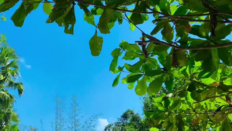 #প্রকৃতির_অপূর্ব_সৌন্দর্য🥰 #songs #foryoupage #vairal #foryou 
