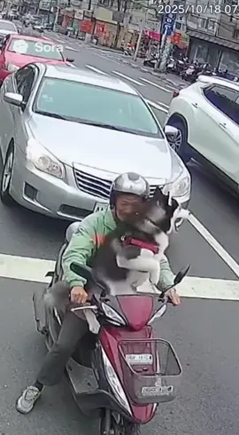 🚨 千萬不要在二哈後面逼車！真的，別試！🐶💥 📹 CCTV拍到的真實街頭畫面—— 阿伯機車腳踏板載著一隻看起來人畜無害的二哈🐾 後方汽車狂按喇叭逼車，結果下一秒… 二哈直接跳上車頭開拆！💥 金屬掀開、漆面飛散、引擎蓋痛苦尖叫⚙️ 有人說：「這不是狗，這是汽車終結者。」🤣 #sora2 