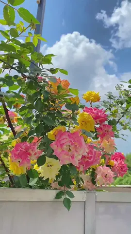 Hoa Hồng Leo Cầu Vồng🌸🌸 Loại hồng ra hoa quanh năm nhiều màu sắc trên cùng 1 cây🥰😍 #hoadep #hoacaycanh #hoahong #hoahongleo #hoahongcauvong 