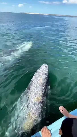 🐋 
