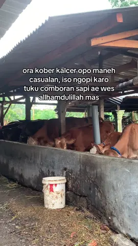 allhamdulillah☕️😇#peternakmuda #petanimilenial 