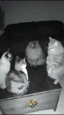 #fyp #kucing #masukberandafyp #xyzbca #mots 