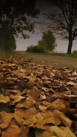 دي روژا وه ژيك هئت 🍂 #fypage#tiktok#fyp#viral#zaxo_duhok_hewler_slemani_hawler