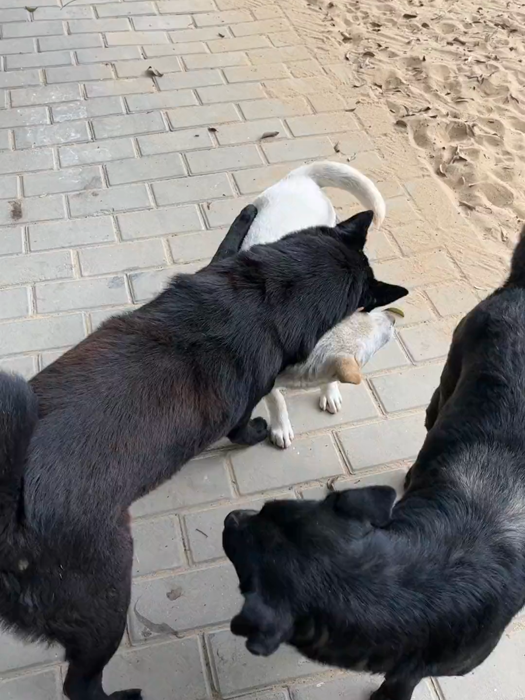 #forypupage #viralshorts #cuteanimals #doggo #@every #cutedogvideo #foryoupage❤️❤️