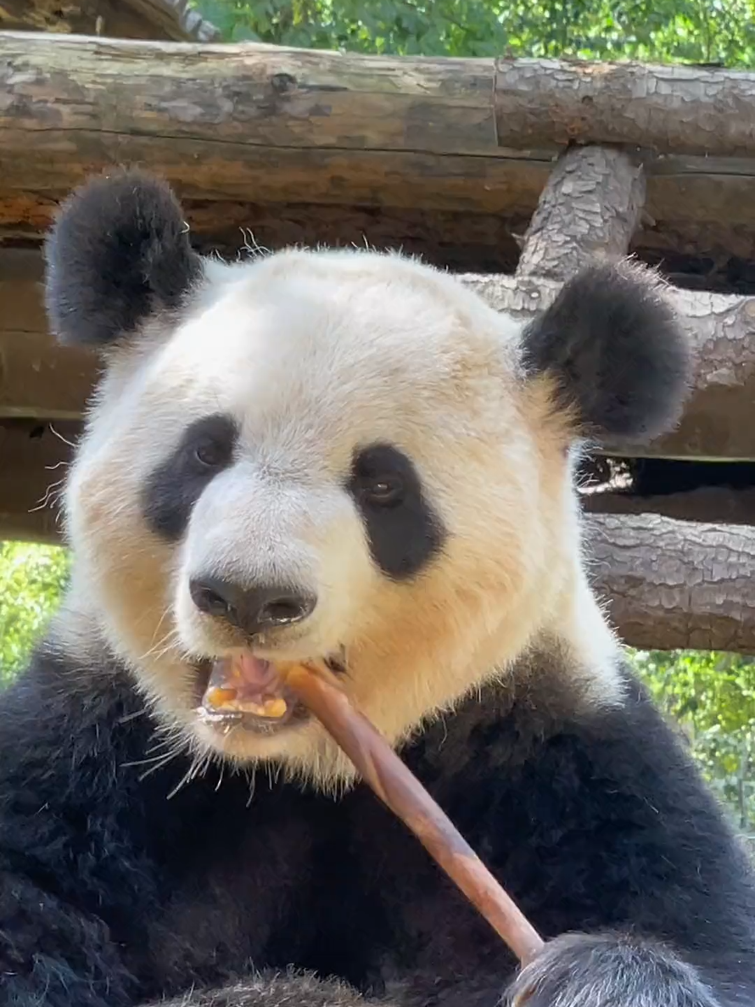 #pandaboom #pandalover🐼 #viralvideos #foryour #panda