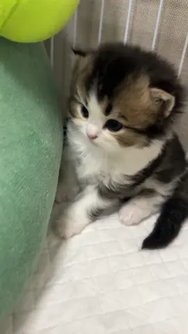 #fypage #cats #kitty #catsoftiktok 