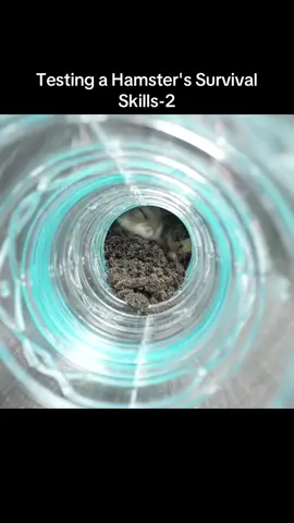 Testing a Hamster's Survival Skills-2