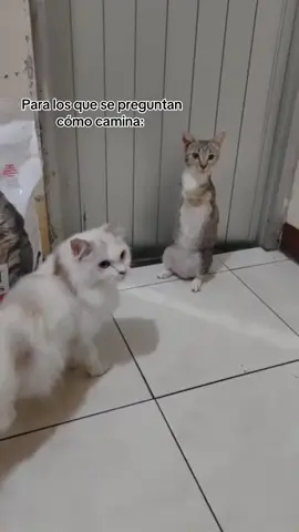 La historia de Luna esta en el video anterior 🥹❣️